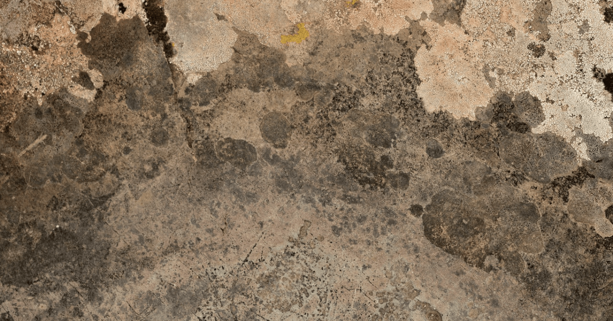 Mold detector in Orlando