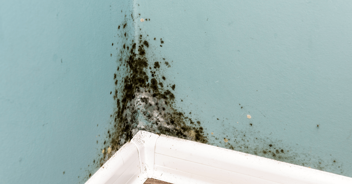 mold removal in Orlando