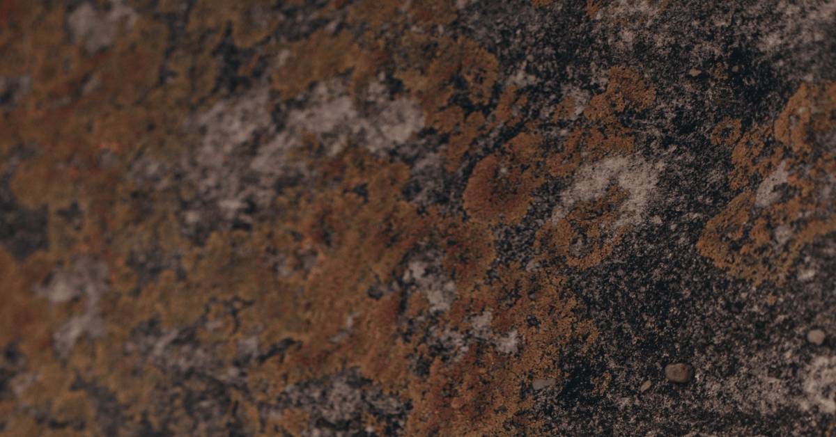 mold control in Orlando