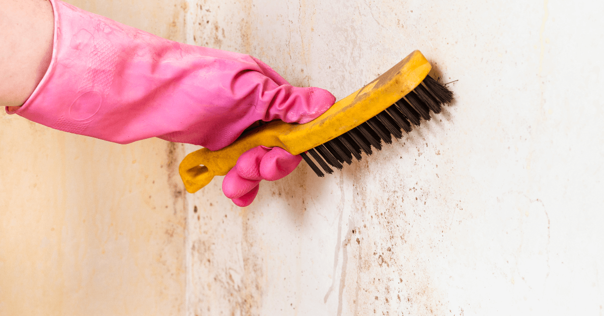 Mold Detectors in Orlando Florida