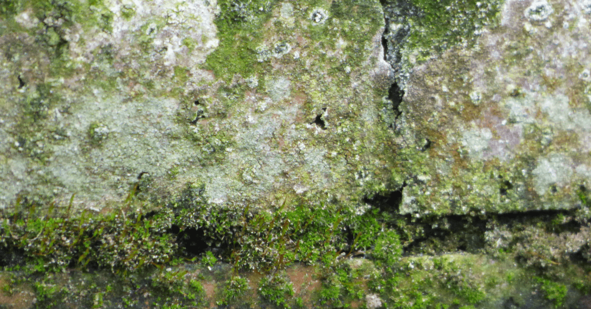 mold remediation at Orlando fl