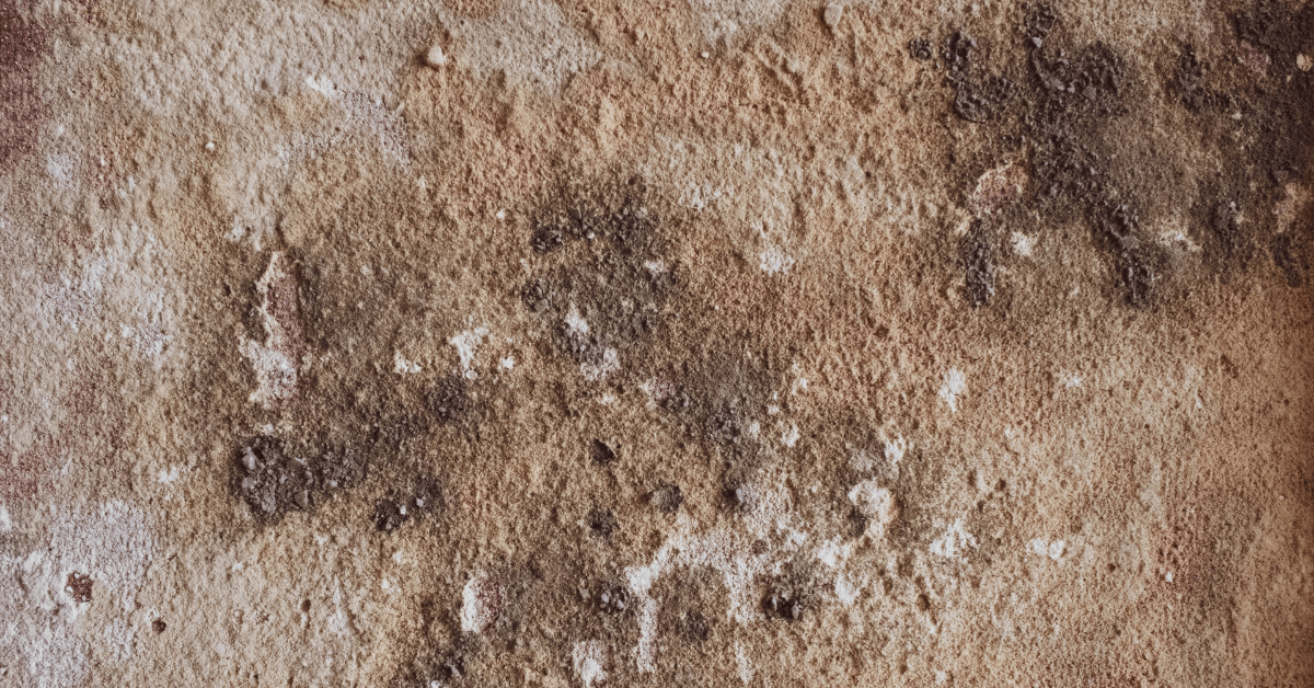 mold control in Orlando