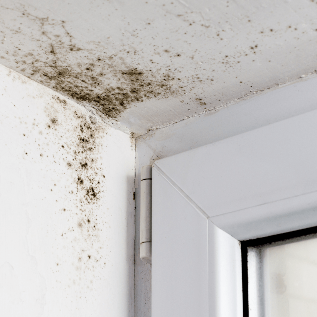 mold in window